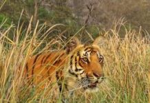 जिम कॉर्बेट नेशनल पार्क में शराब पीने गए 3 दोस्त, एक को बाघ ने मार खाया जिम कॉर्बेट नेशनल पार्क में शराब पीने गए 3 दोस्त, एक को बाघ ने मार खाया