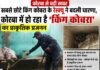 सबसे छोटे किंग कोबरा के रेस्क्यू ने बदली धारणा, कोरबा में हो रहा है ‘किंग कोबरा‘ का प्राकृतिक प्रजनन : देखे रेस्क्यू वीडियो