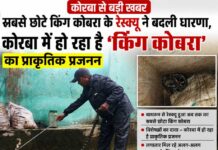 सबसे छोटे किंग कोबरा के रेस्क्यू ने बदली धारणा, कोरबा में हो रहा है ‘किंग कोबरा‘ का प्राकृतिक प्रजनन : देखे रेस्क्यू वीडियो